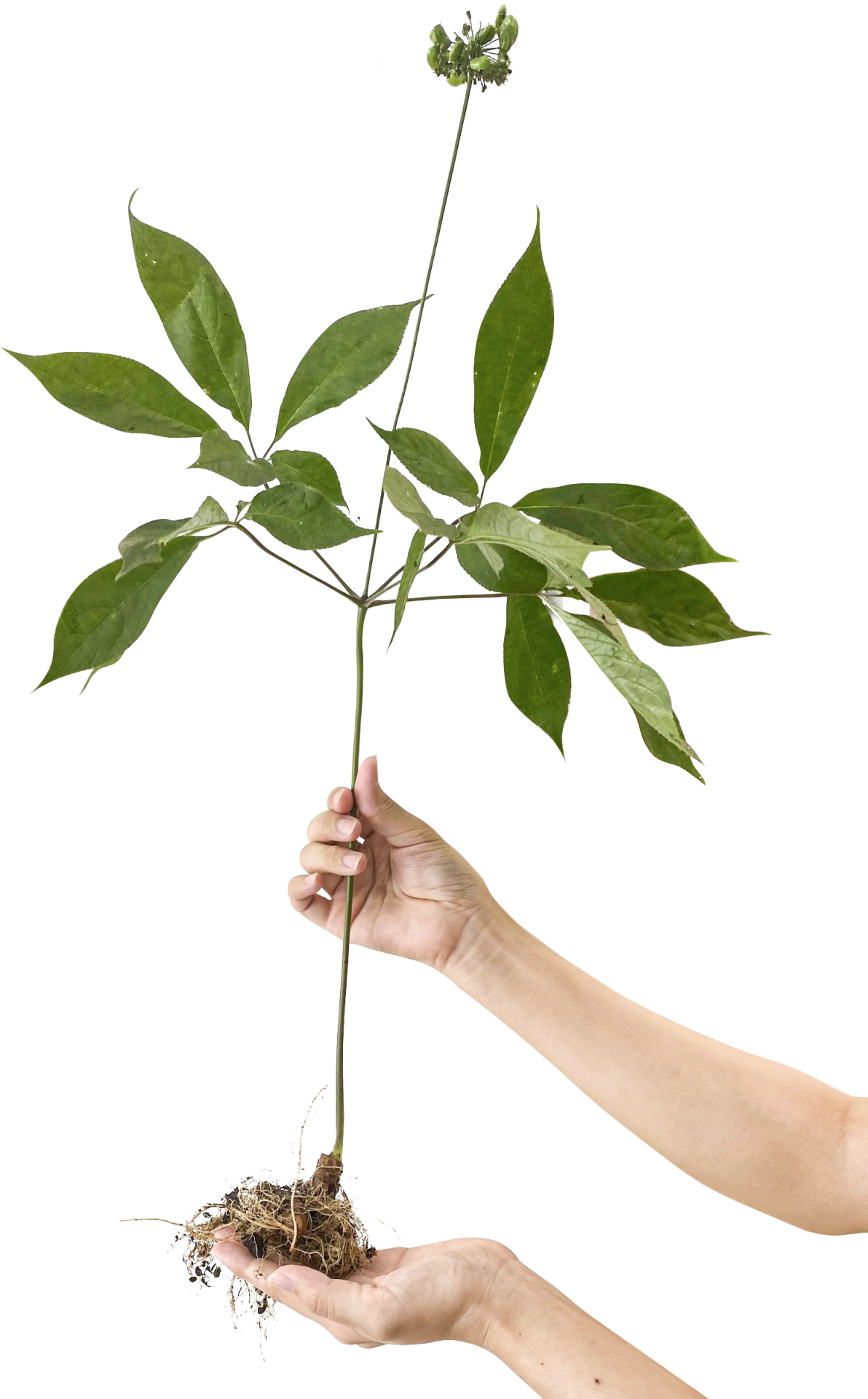 Sâm ngọc linh giúp phòng ngừa và điều trị tiểu đường